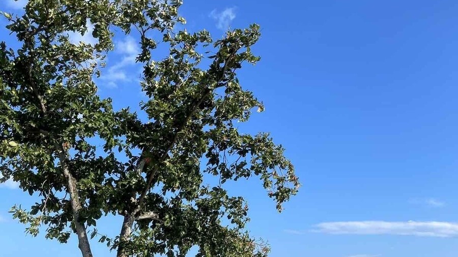 Mactan Beach front Suites