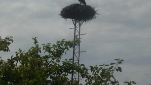 A stork perched atop a nest on a tall metal structure. - Apartment Storchennest upper floor (Kramerhof)