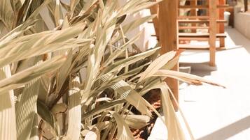 Quarto quádruplo família | Vista para o jardim