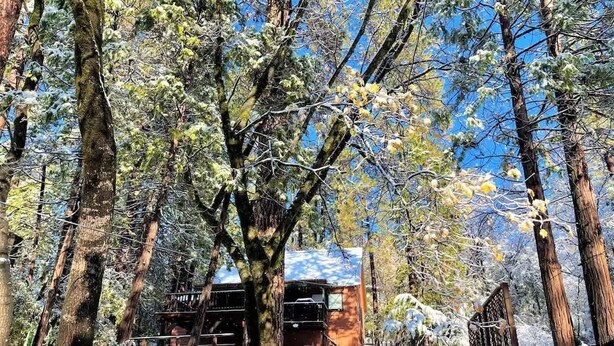 A rustic cabin surrounded by snow-covered trees, with a clear blue sky above.