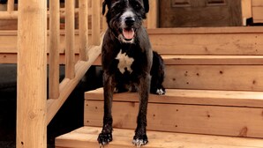 A dog sitting on wooden steps in front of a wooden house with a door and a window. - Muddy Creek Mining Company (Hanksville)