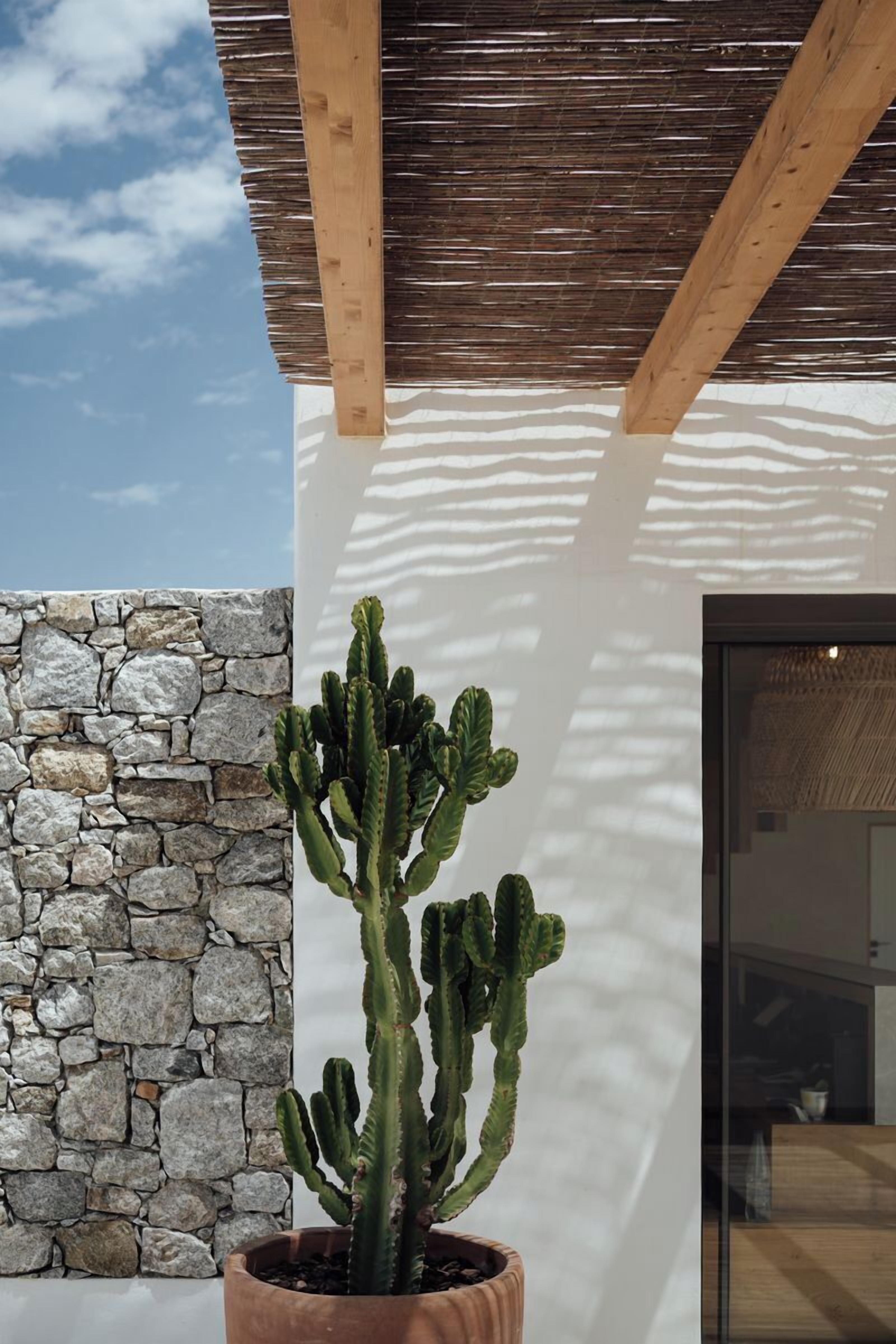A cactus plant in a terracotta pot, a stone wall, and a wooden ceiling structure.