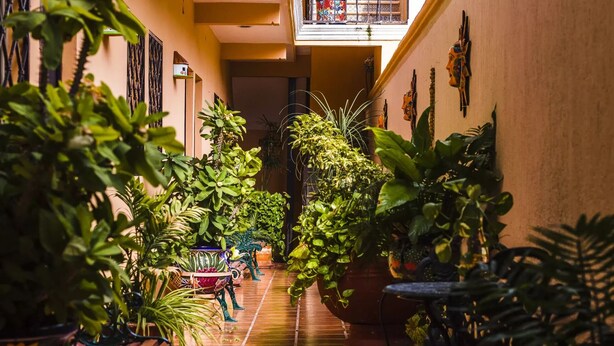 Un couloir étroit, bordé de chaque côté de plantes en pot, avec un sol carrelé et une fenêtre au fond.