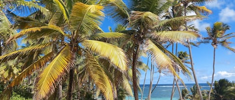 Chaises longues, serviettes de plage