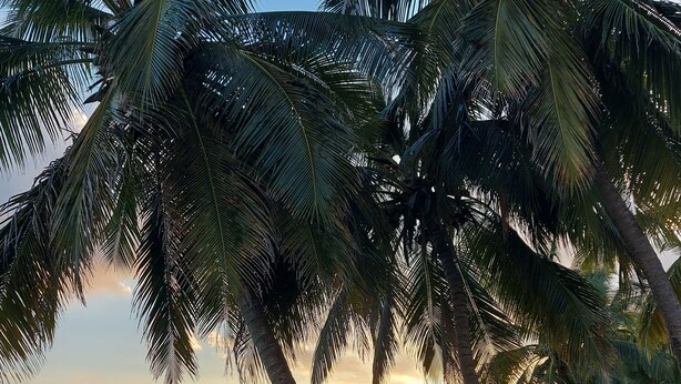 A beach with palm trees and a calm sea. - T2 de Charme, Résidence Avec Piscine à 500m de la Plage du Diamant (Le Diamant)