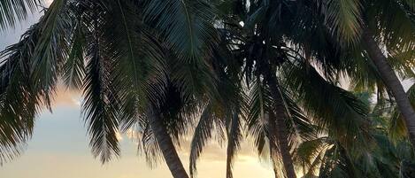 Chaises longues, serviettes de plage