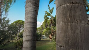 Un jardín tropical con palmeras y plantas de banano.