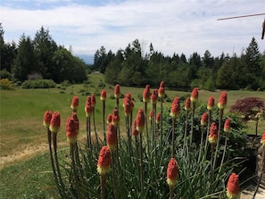 Un campo de plantas florecientes altas, rojas y amarillas en un entorno rural, con árboles en el fondo y un cielo despejado.