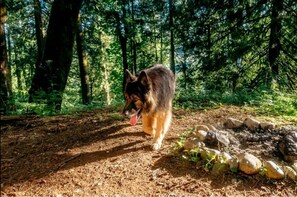 Animaux de compagnie acceptés