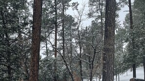 Una foresta innevata con un sentiero in pietra.