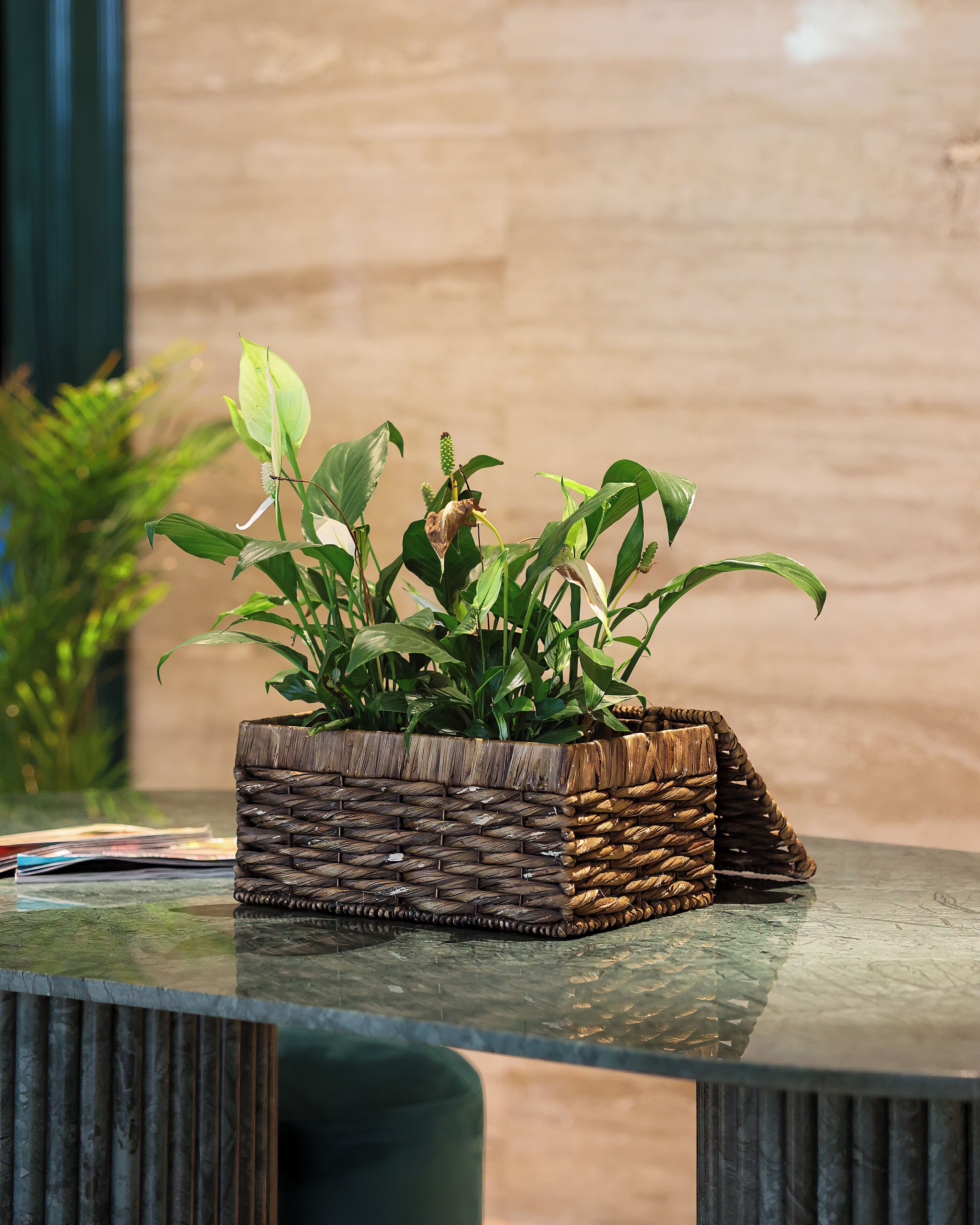 A woven plant pot on a reflective surface with a blurred background.