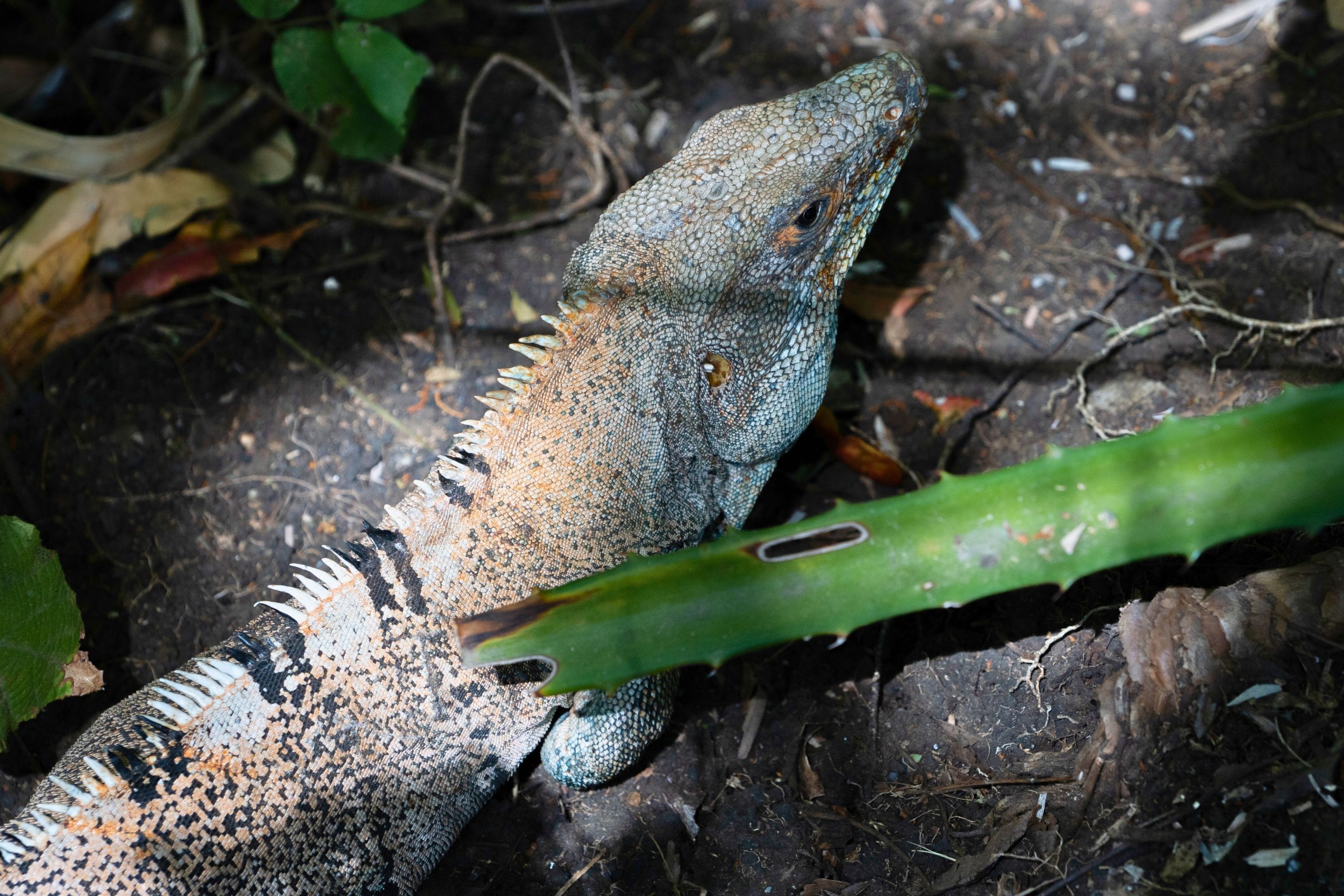 Un lézard sur le sol, près d’une plante verte.