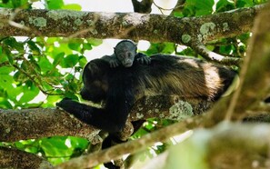 Miscellaneous - Antema Lodge (Tamarindo)