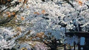 Ein mit Kirschblüten gesäumter Weg.