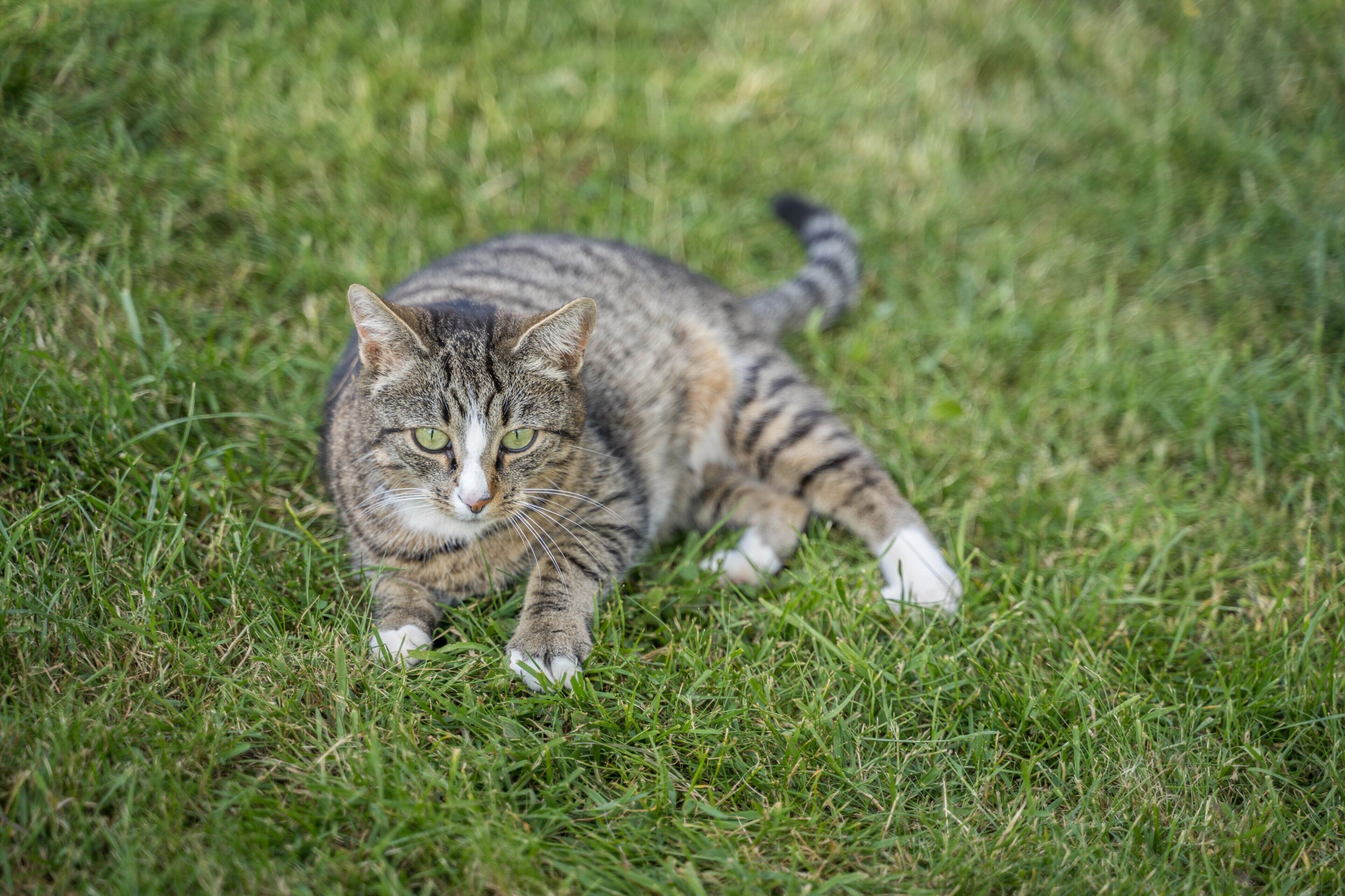 A cat lying on grass.