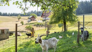 A rural landscape with a fenced area, a goat, and a farmhouse in the background.