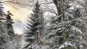 Un sendero nevado en un bosque con una persona esquiando.
