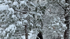 A snow-covered cabin with a dark exterior, surrounded by dense trees and snow-covered ground.