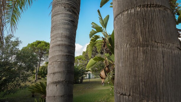 A garden with palm trees and a pathway. - Villa Chiara in Costa Rei (Muravera)