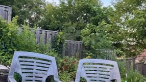 Deux chaises en plastique blanc se trouvent dans un jardin, avec une clôture en bois et des arbres en arrière-plan.