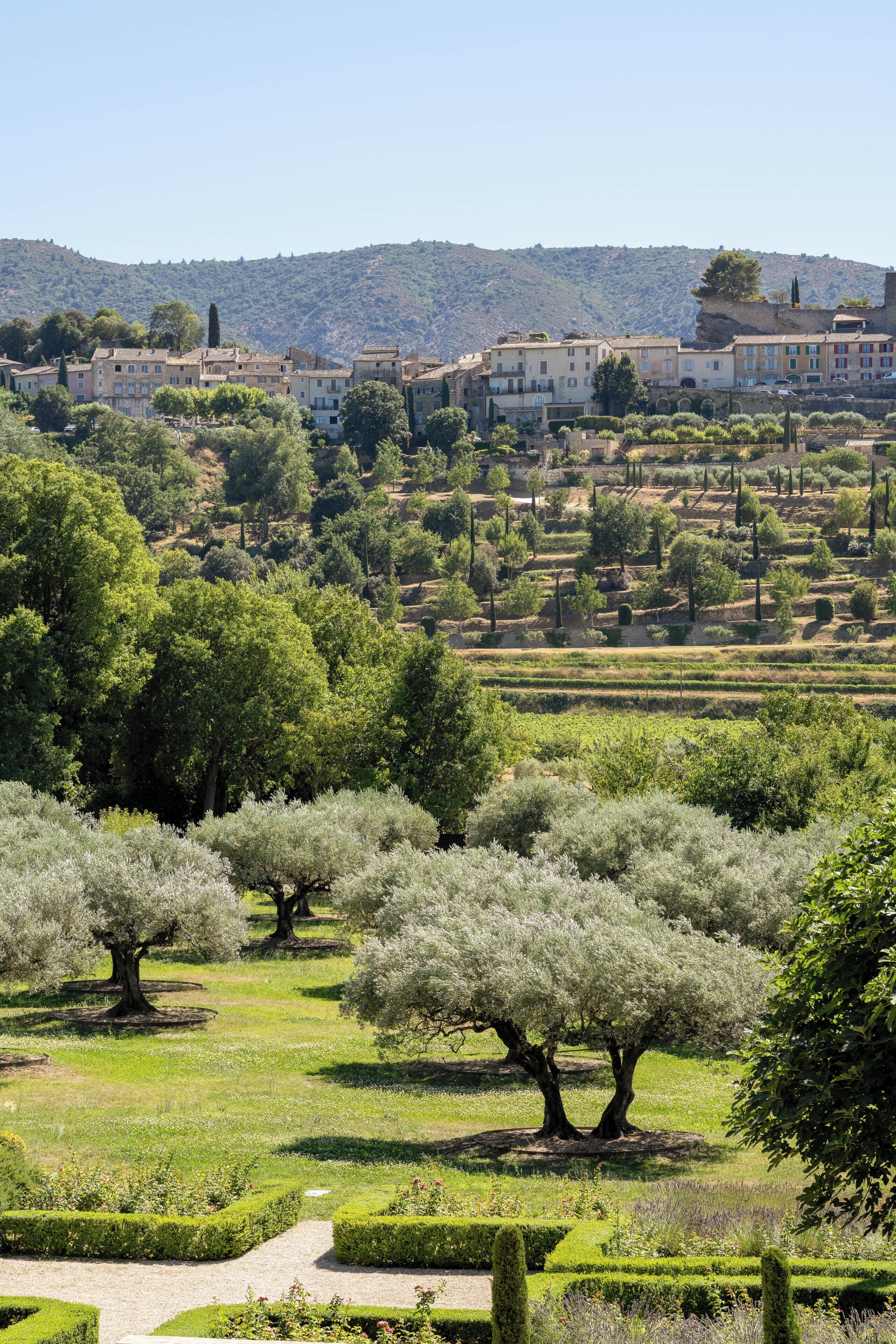 Paisaje con olivos, un camino y edificios al fondo.