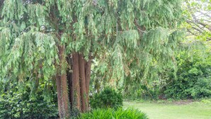 A large tree with hanging branches, a well-maintained lawn, and a small bush.