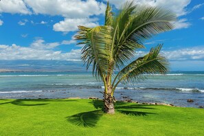 A palm tree on a grassy area with a view of the ocean and a clear sky.