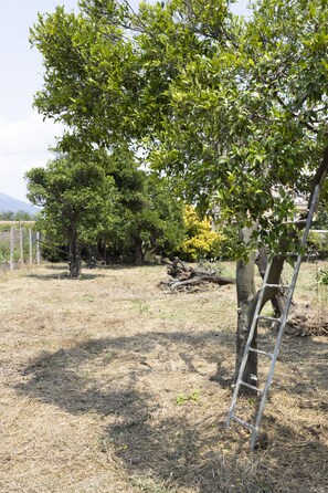 View from property - MA RI Apartments (Pompei)