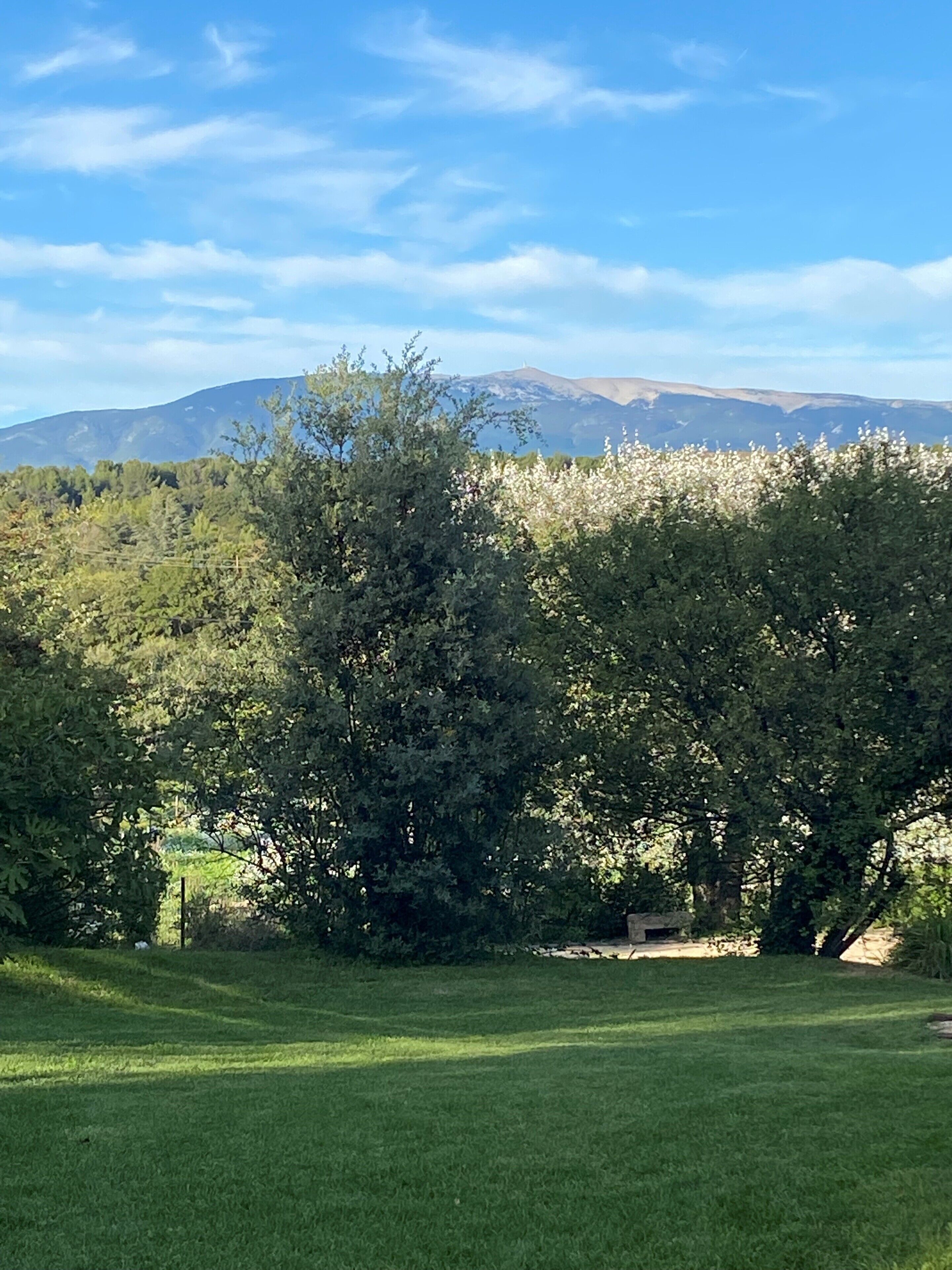 A grassy field with trees and a mountain in the background.