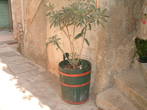 Jardim