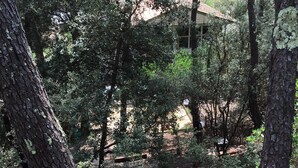 A forested area with a dirt path leading to a building. - Sweet moment in the pines  (Lacanau)