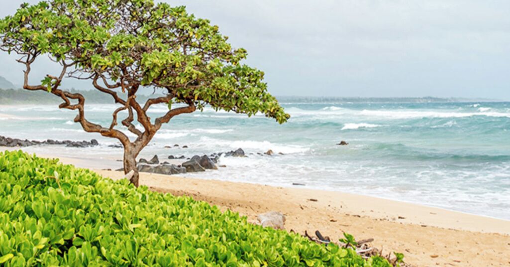 Kauai Beach Villas Resort- Kapaa Kauai, Hawaii - 1 Bd Suite - Photo 23
