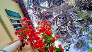 A building with a balcony, a tree, and red flowers. - The White House on the sea (Rosignano Marittimo)