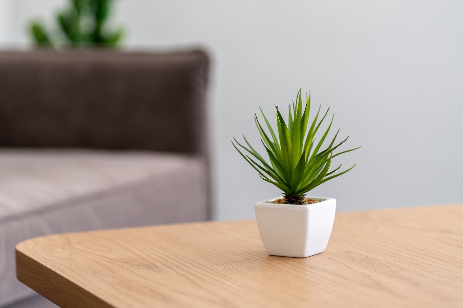 A small potted plant on a wooden table.