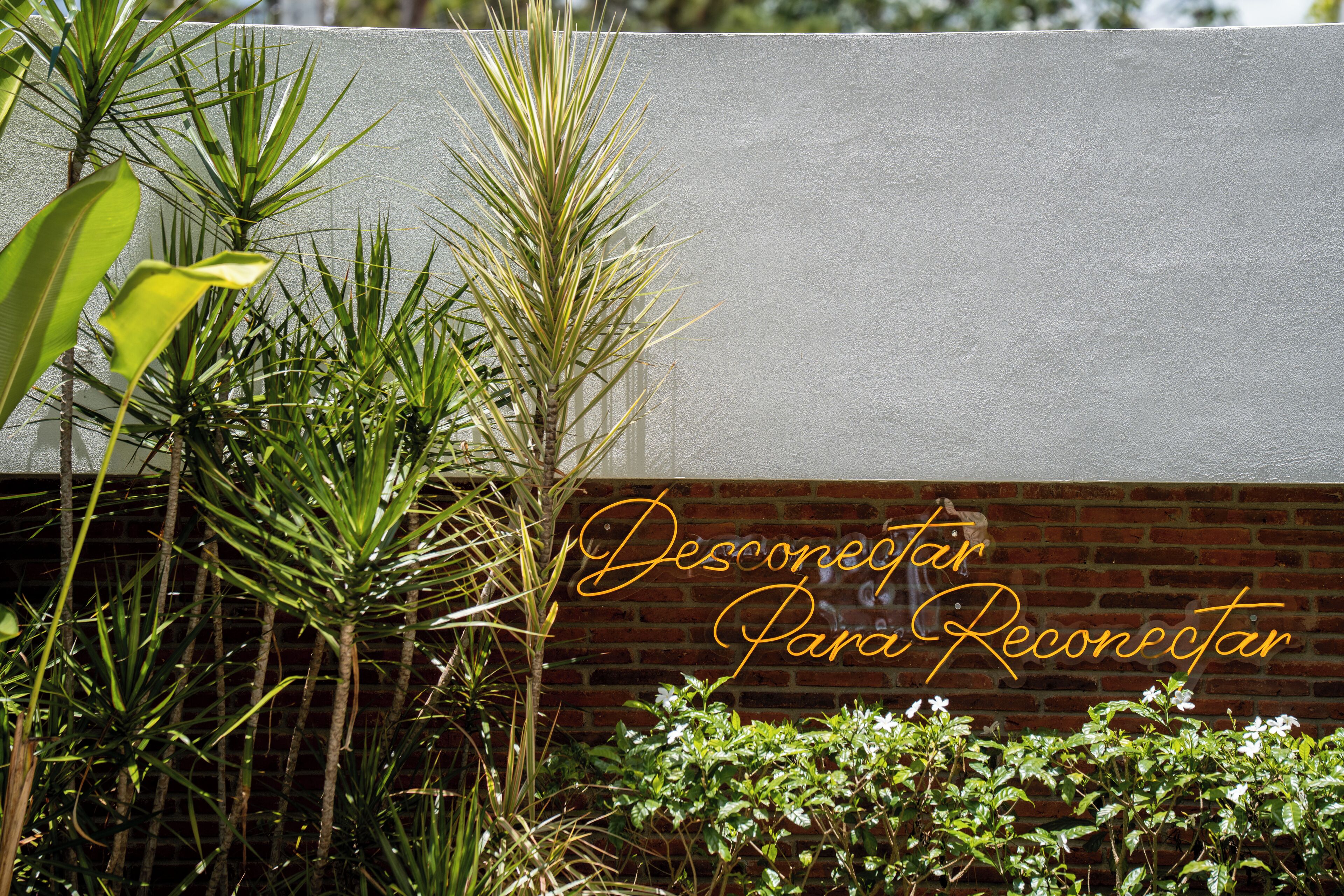 A garden with various plants and a brick wall.