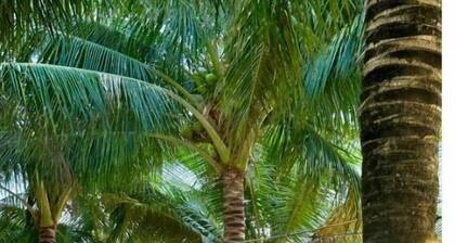 Sonasea Lotus Villa Phu Quoc 3BR