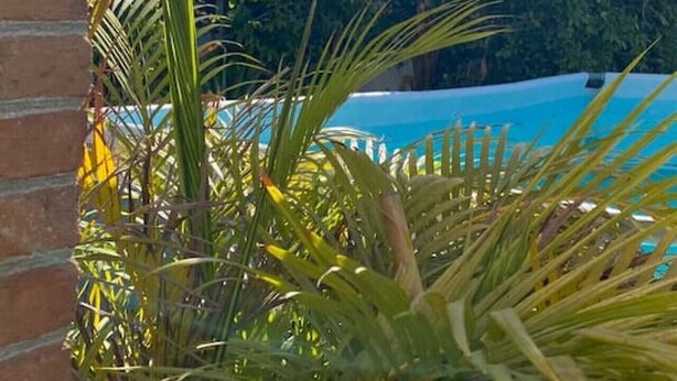A pool area with a clear view of the water, surrounded by lush greenery and a brick wall.