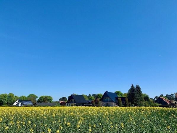 Un paysage rural avec un champ de fleurs jaunes et plusieurs maisons aux toits sombres.