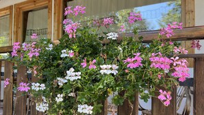 A wooden railing with a hanging planter of pink and white flowers. - Hotel Bosco Verde (Val di Zoldo)