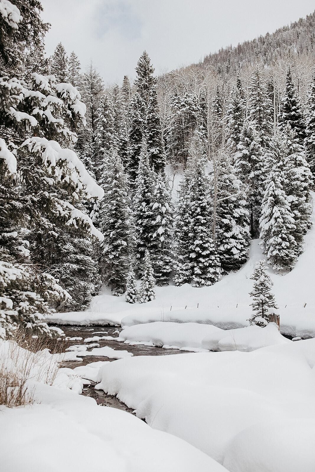 A snowy forest with a river, dense trees, and a mountain in the background.