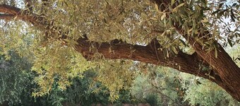 Bungalow salix agafay