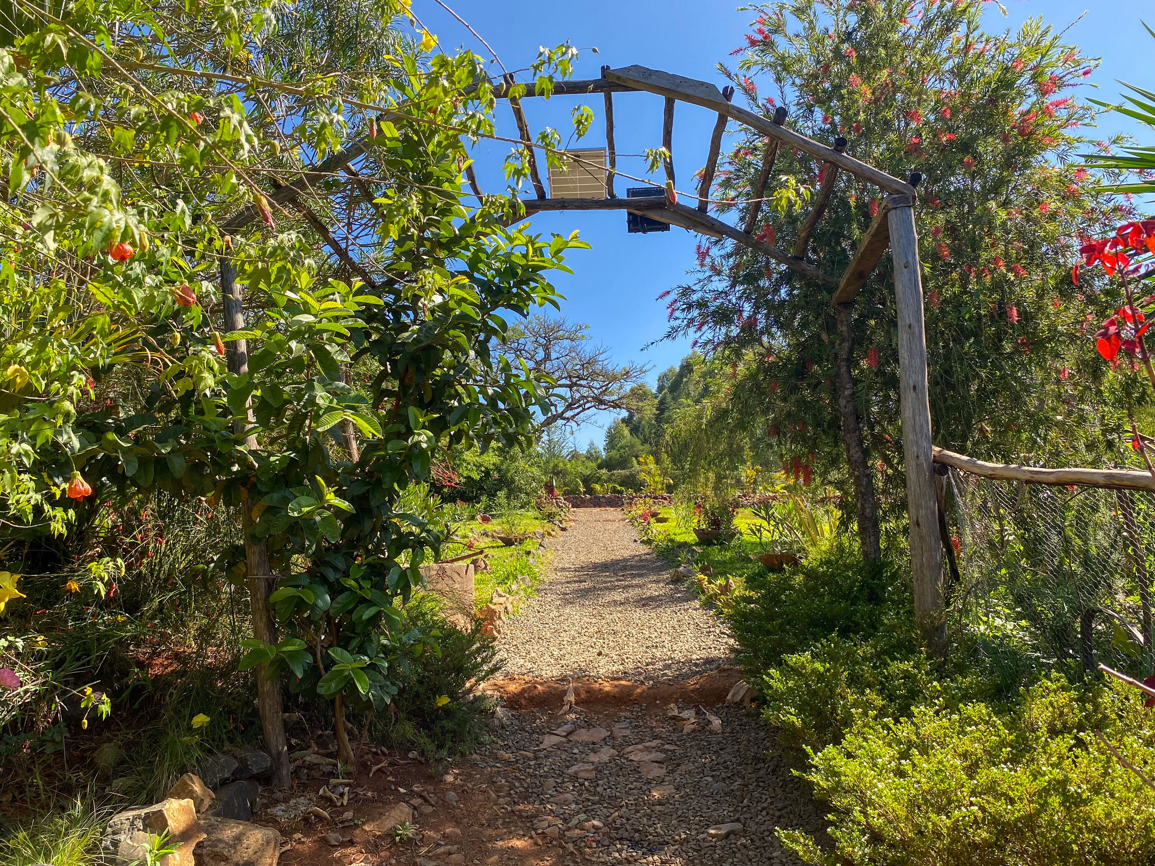 A garden pathway with a wooden archway, surrounded by lush greenery and flowering plants.
