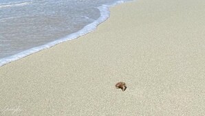 Une plage avec un ciel dégagé et des vagues sur l’océan.