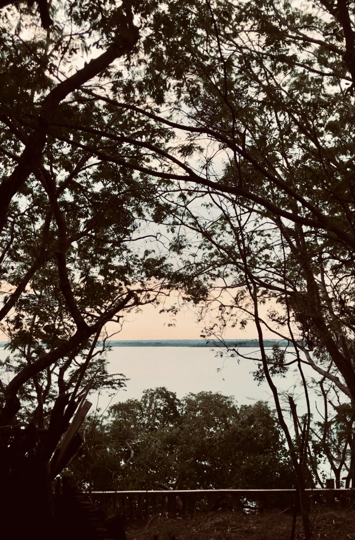 Vista a través de follaje denso, con una masa de agua distante y un puente.