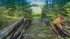 Ein hölzerner Weg schlängelt sich durch einen Wald.