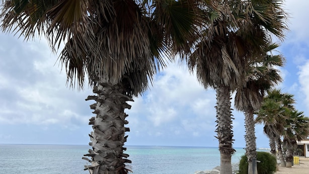 Ein Strand mit Palmen und einer felsigen Küste.