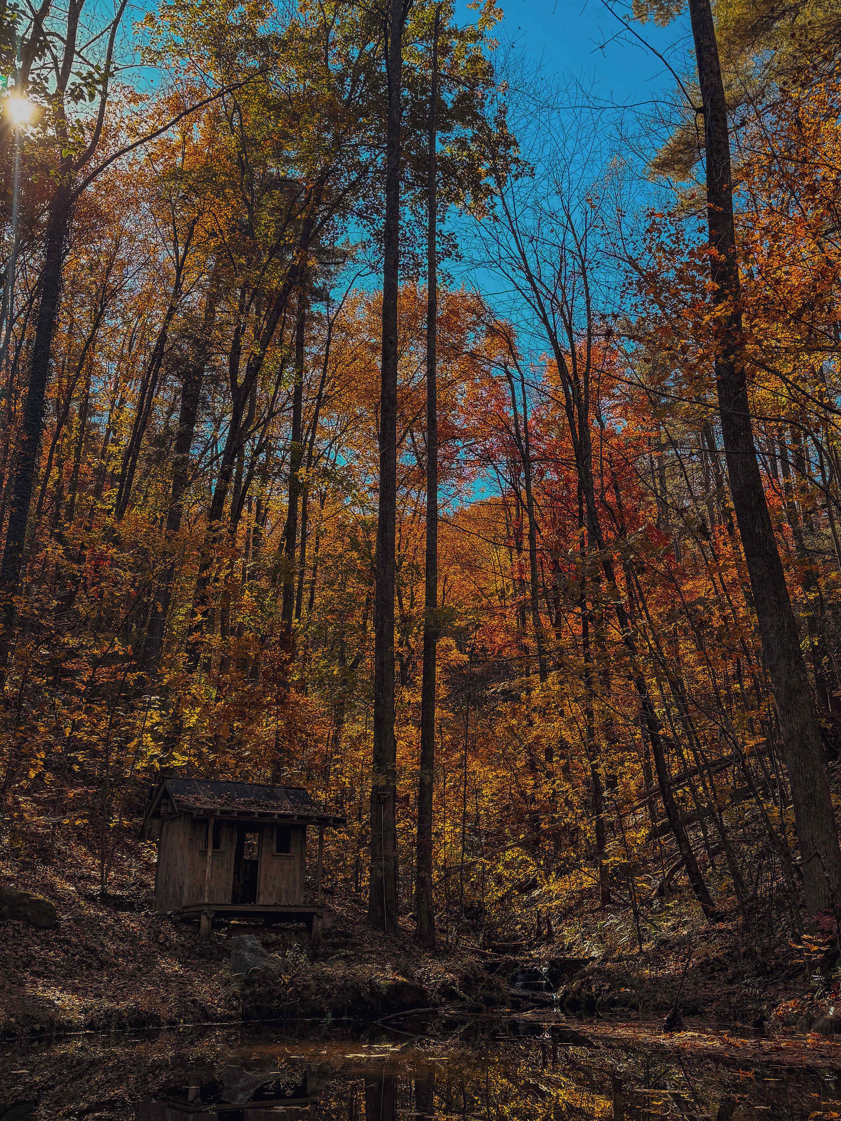 Eine rustikale Holzhütte, umgeben von hohen Bäumen mit Herbstlaub.