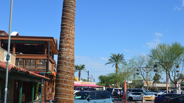 Una escena callejera con una palmera alta, coches aparcados y edificios con balcones.