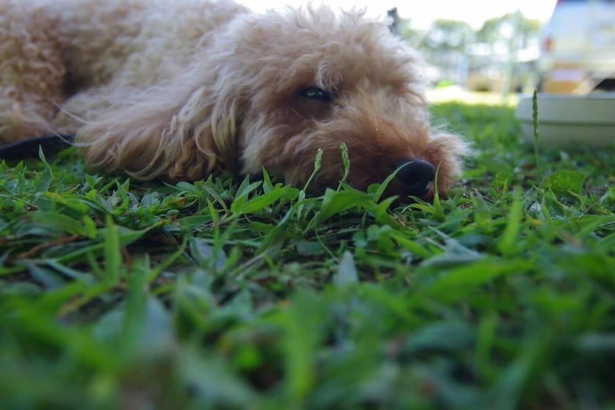 Tält Standard (Pet friendly) | Individuell inredning och sängkläder