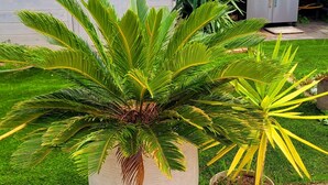 A large potted plant and a smaller one in a garden area with a house in the background.